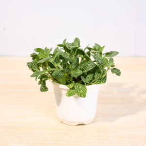 Fittonia Green Plant