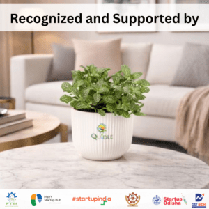 Fittonia Green Plant