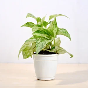 Marble Money Plant
