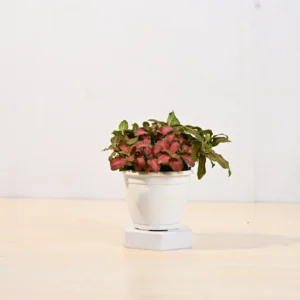 Fittonia red