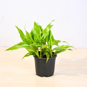 Dracaena bamboo green
