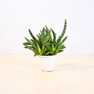 Sansevieria plant