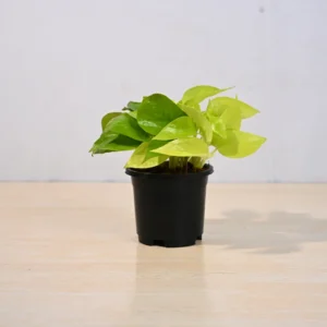 Golden Money Plant