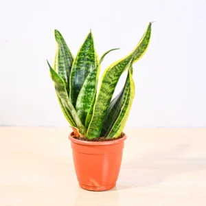 Snake plant