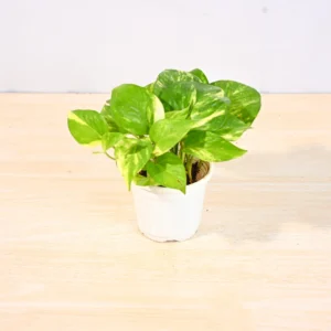 Green Money Plant