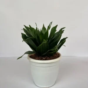 DRACENA COMPACTA