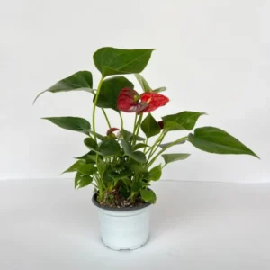 Anthurium Plant