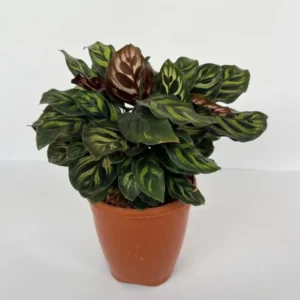 Calathea Makoyana